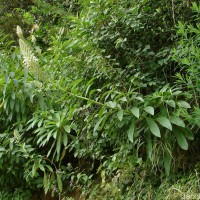 Lobelia nicotianifolia Roth